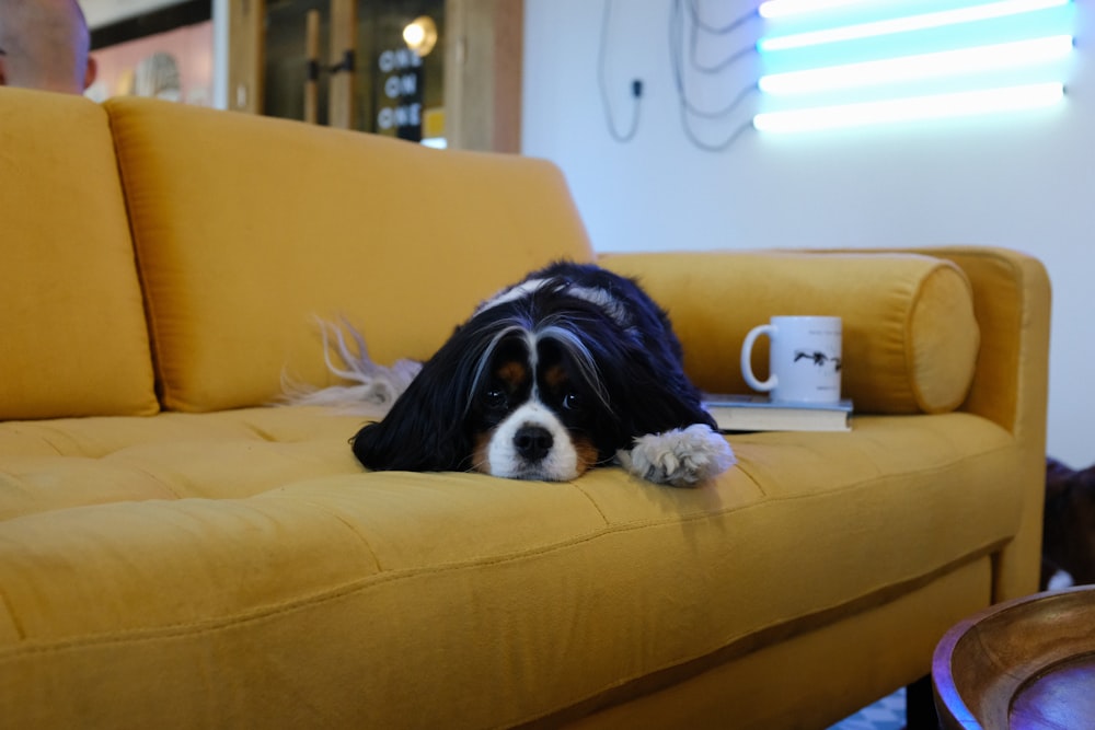 perro acostado en el sofá