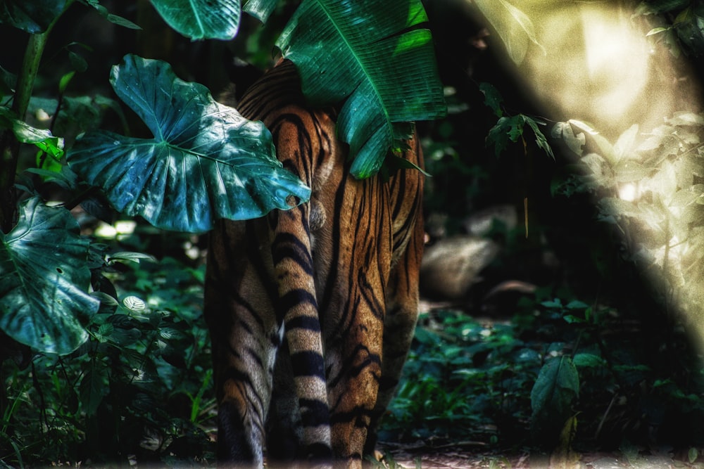 adult tiger near green plant