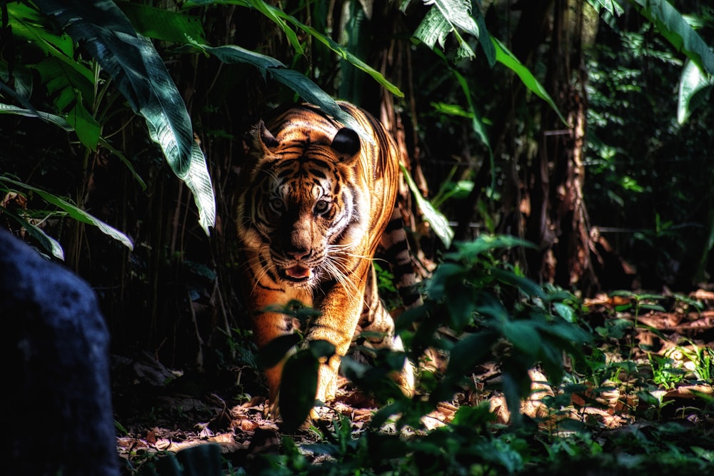 Fotografía de enfoque selectivo de tigre marrón caminando junto a las plantas