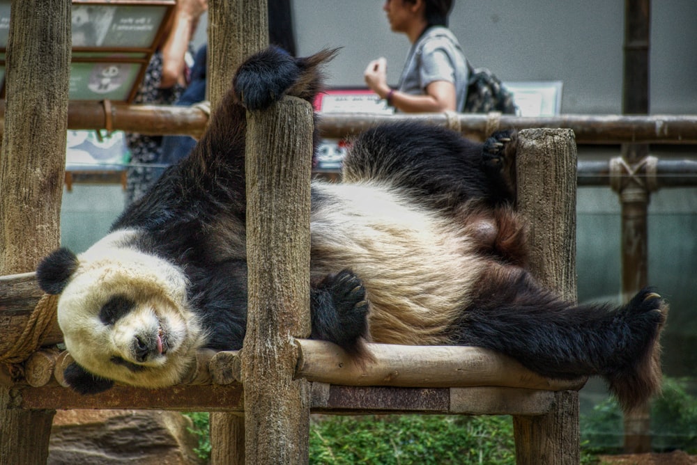 fotografia ravvicinata panda bianca e nera