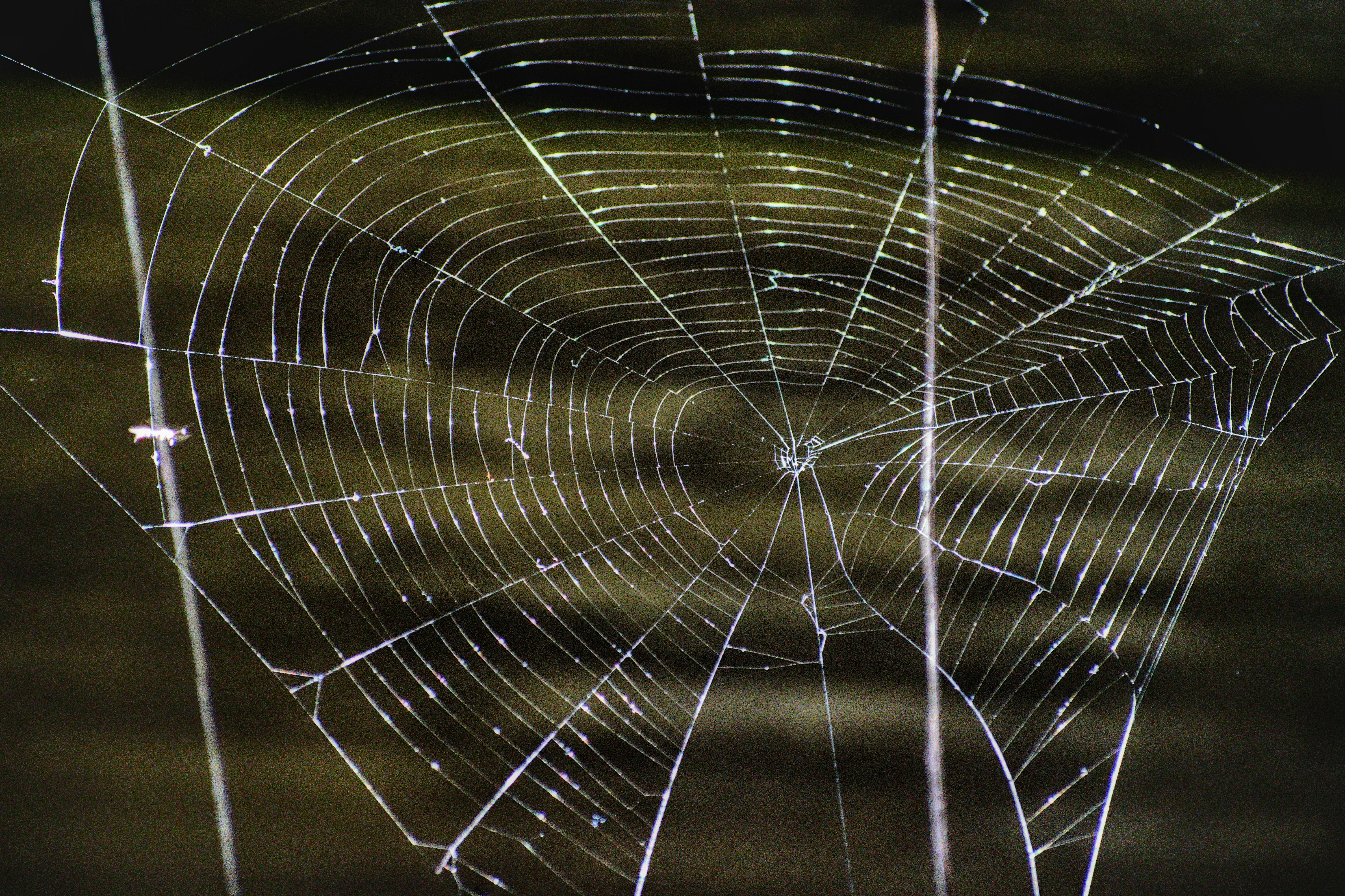 spider web