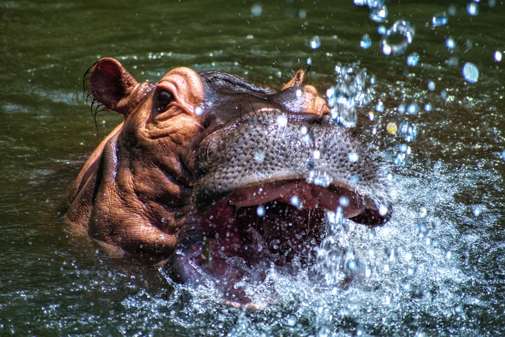 hipopótamo marrom no corpo da água
