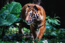 A majestic tiger prowls through a lush green jungle. Large leaves and dense foliage surround the tiger, casting shadowed textures across its vibrant orange and black stripes. The focused gaze and muscular build of the tiger suggest a sense of power and grace.