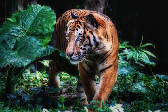 A majestic tiger prowls through a lush green jungle. Large leaves and dense foliage surround the tiger, casting shadowed textures across its vibrant orange and black stripes. The focused gaze and muscular build of the tiger suggest a sense of power and grace.