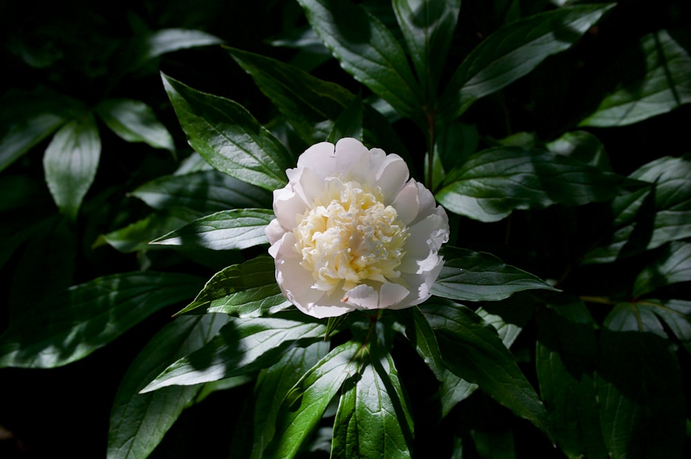 photo of white flowers