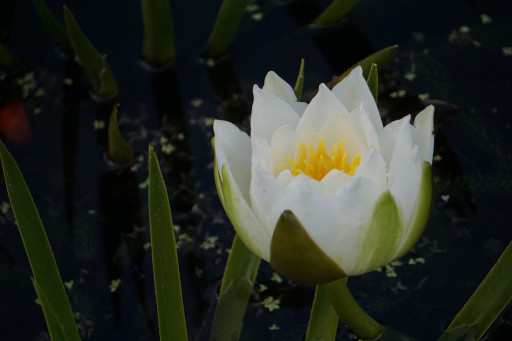 selective focus photo of white-petaled flower