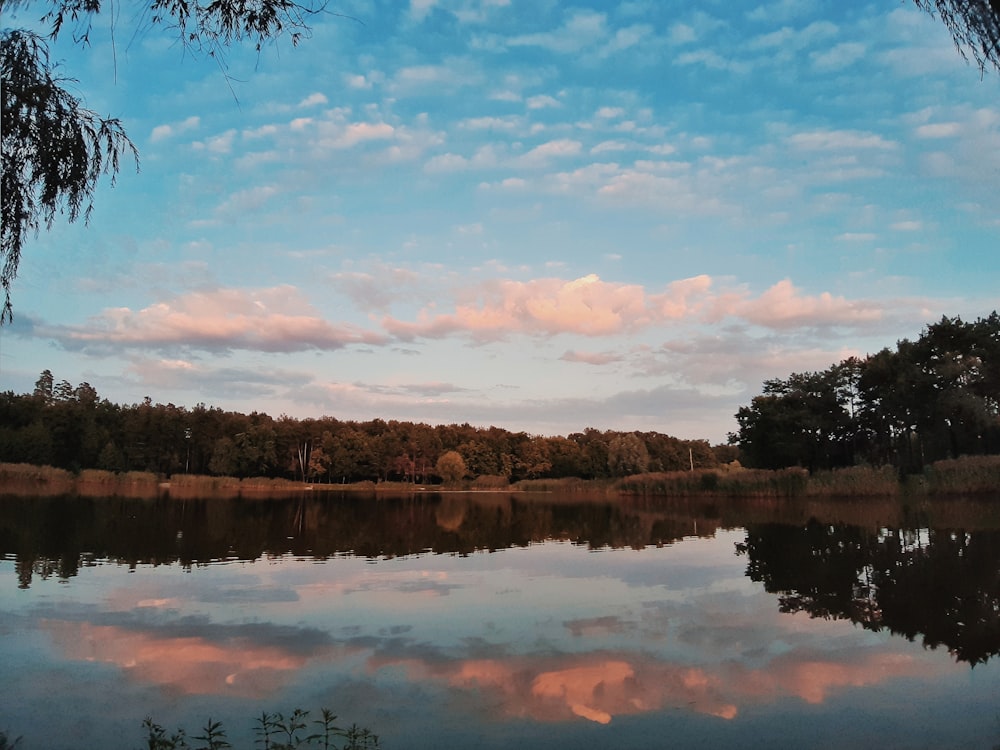 body of water near trees