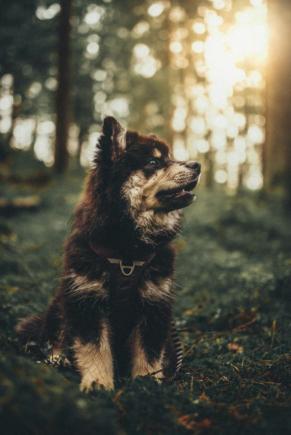 Braune und schwarze Wolfsjunge Makrofotografie