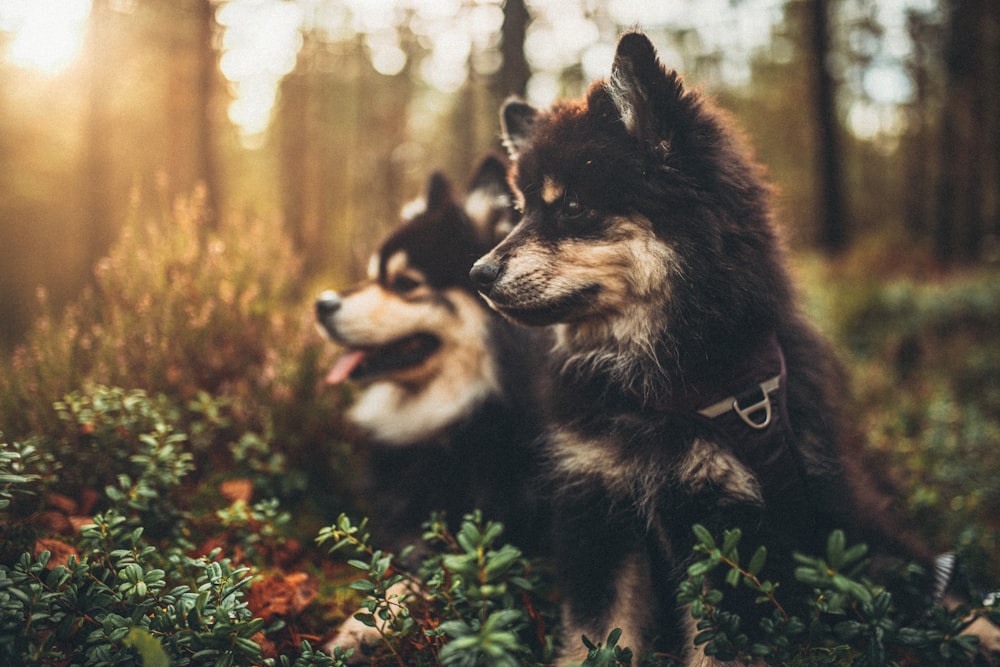 deux chiots assis sur groud