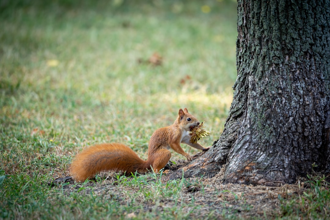 squirrel near tree