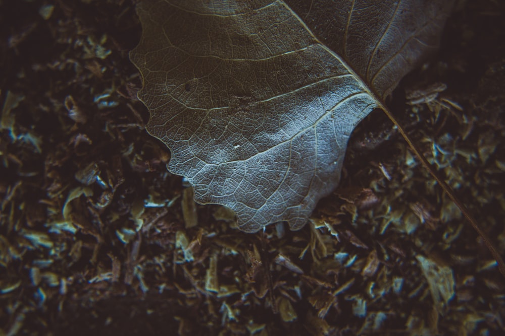 green leaf on ground