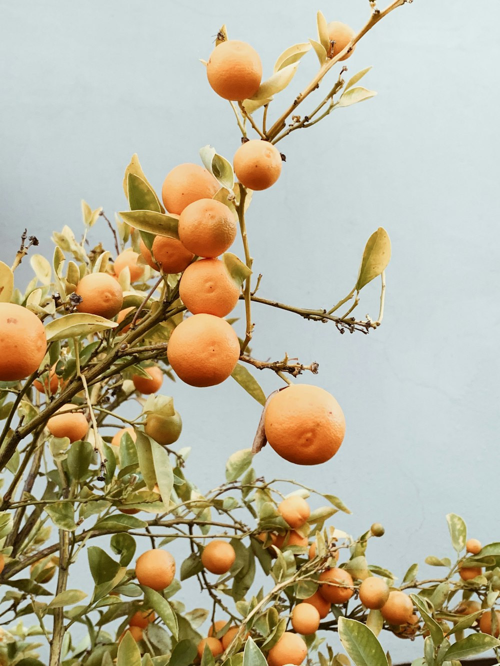 orange fruit tree