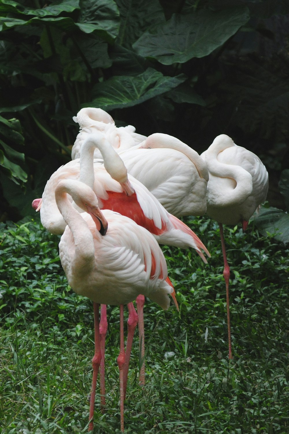 pink flamingos