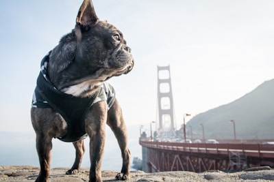 A strong pitbull in a rugged harness standing confidently on a rocky trail.
