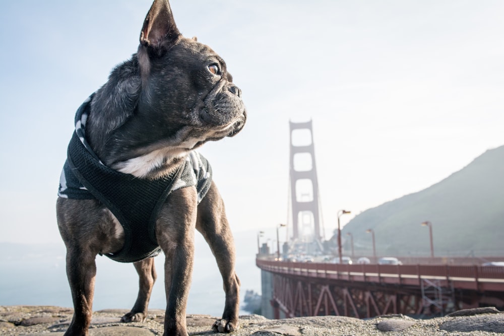 pug near Golden Gate Bridge