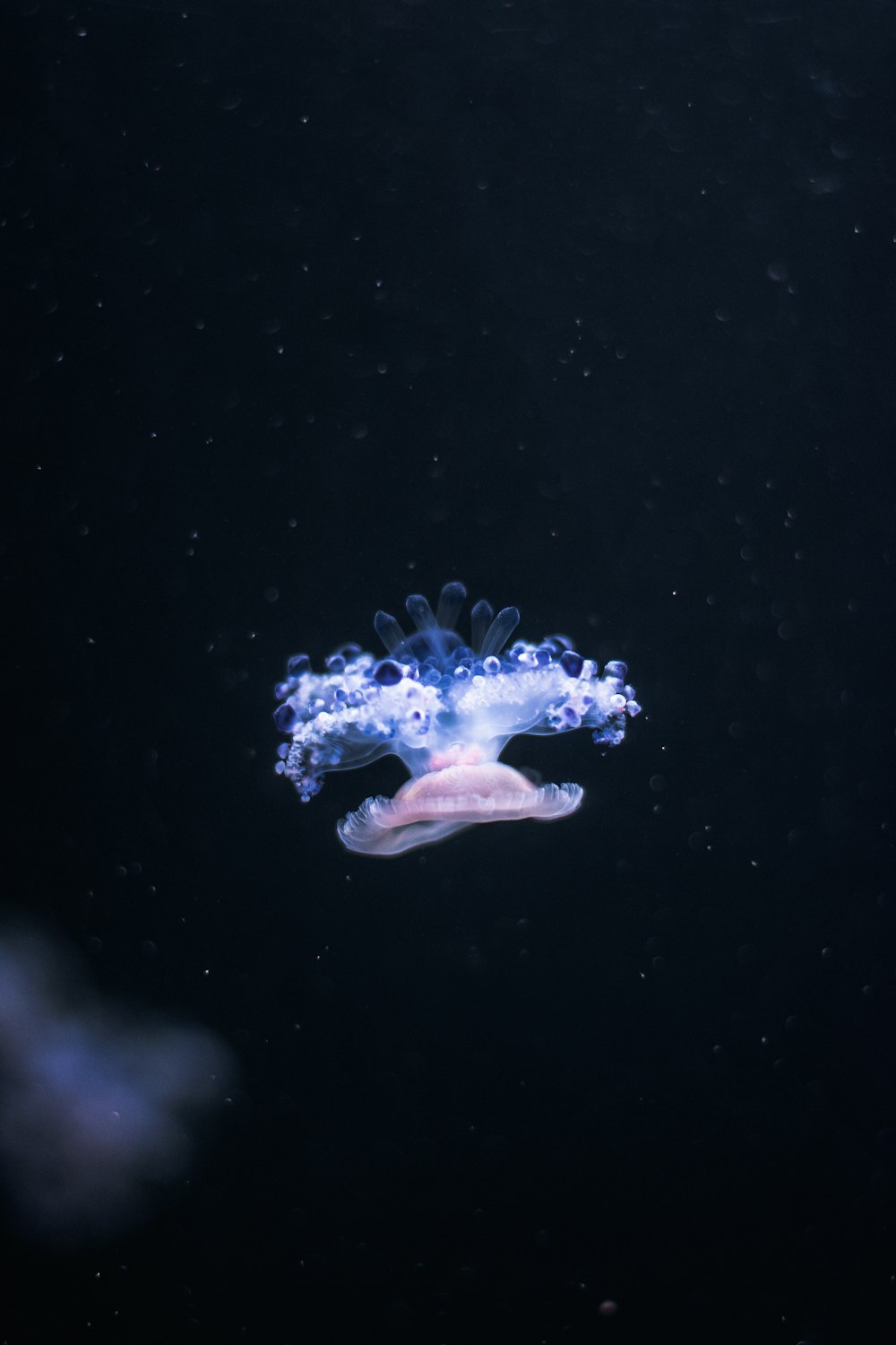 jellyfish underwater