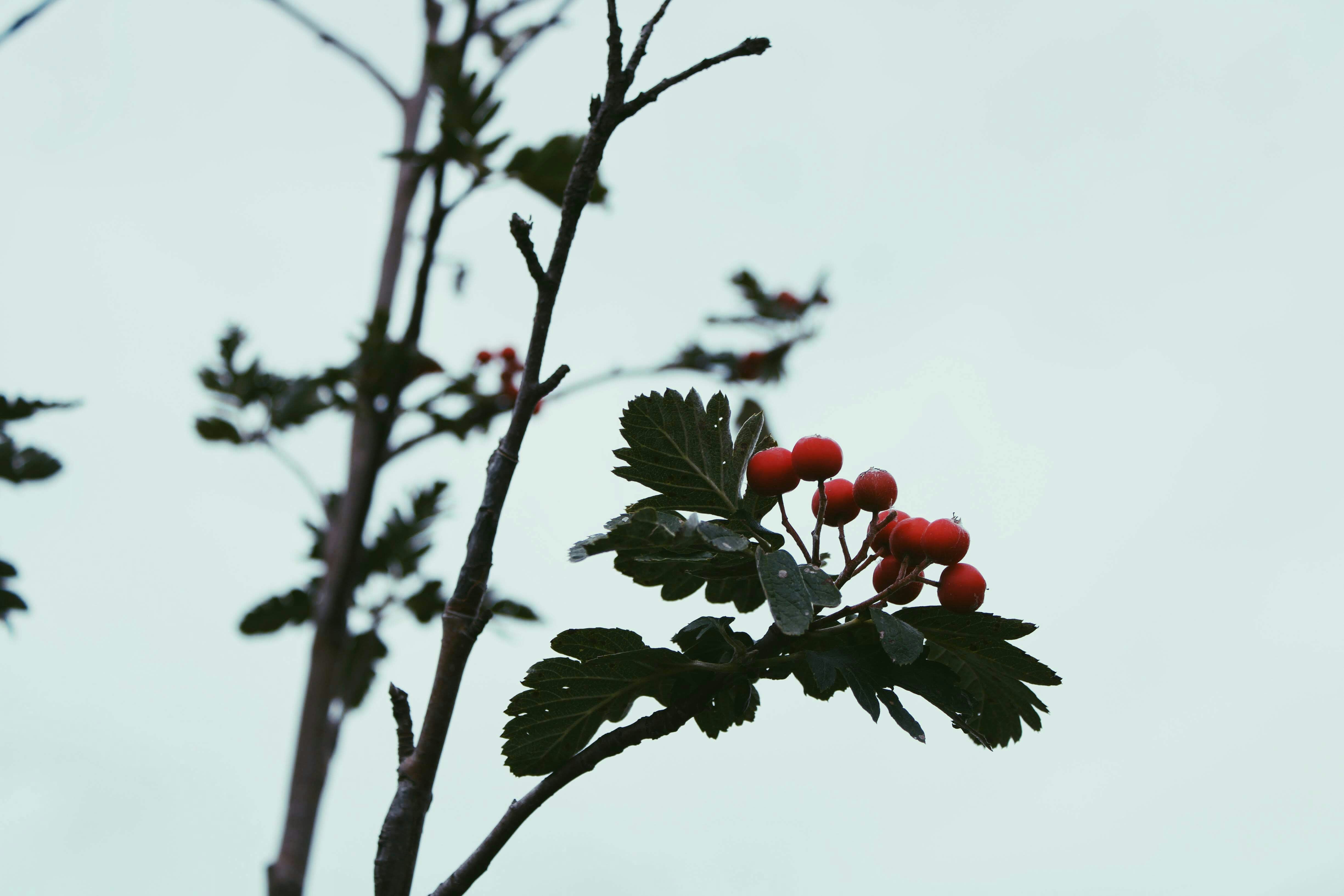 red cherries during daytime