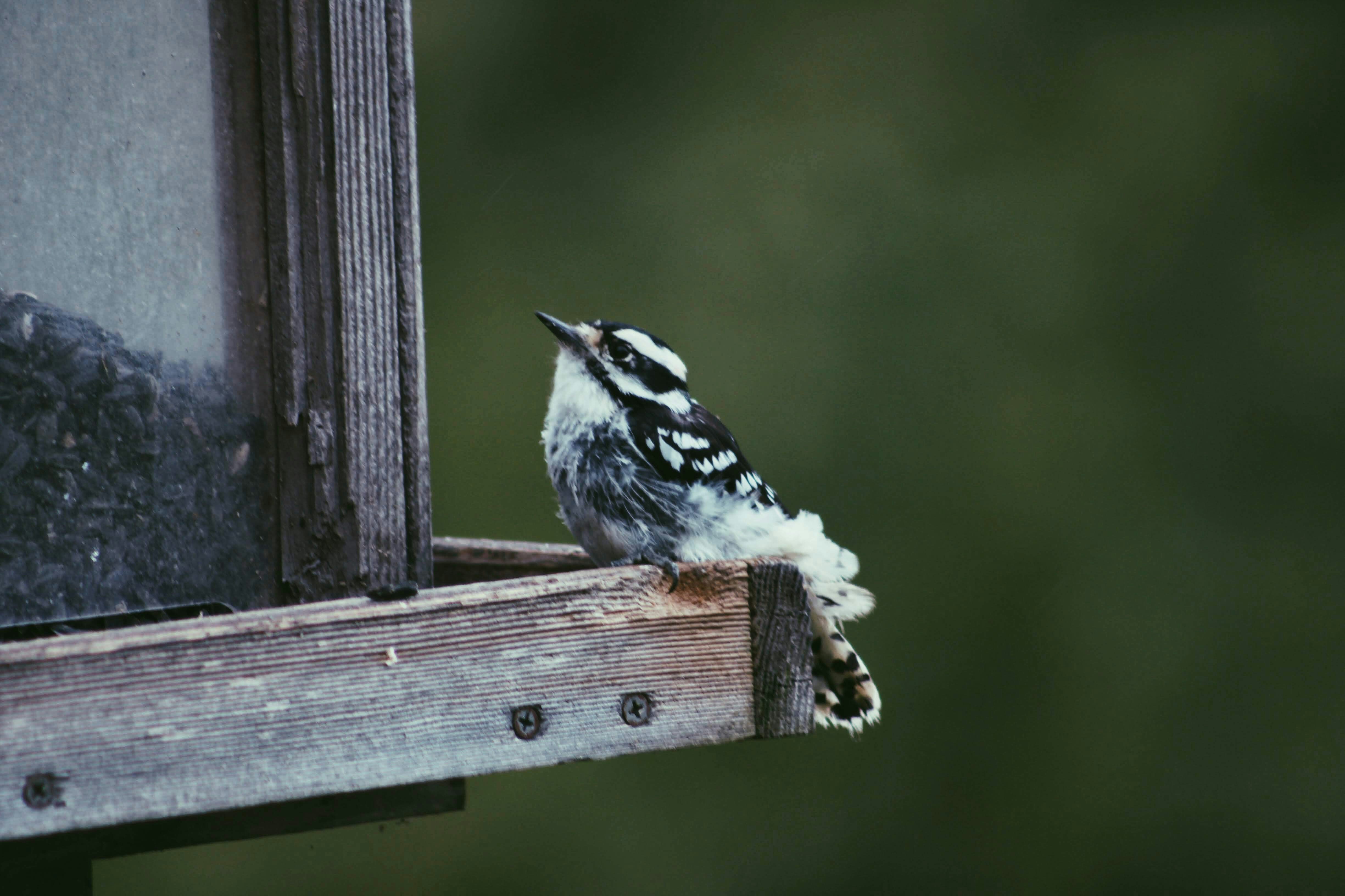 The Hidden Cost of 'Free' Government Services: Where Public Money Really Goes