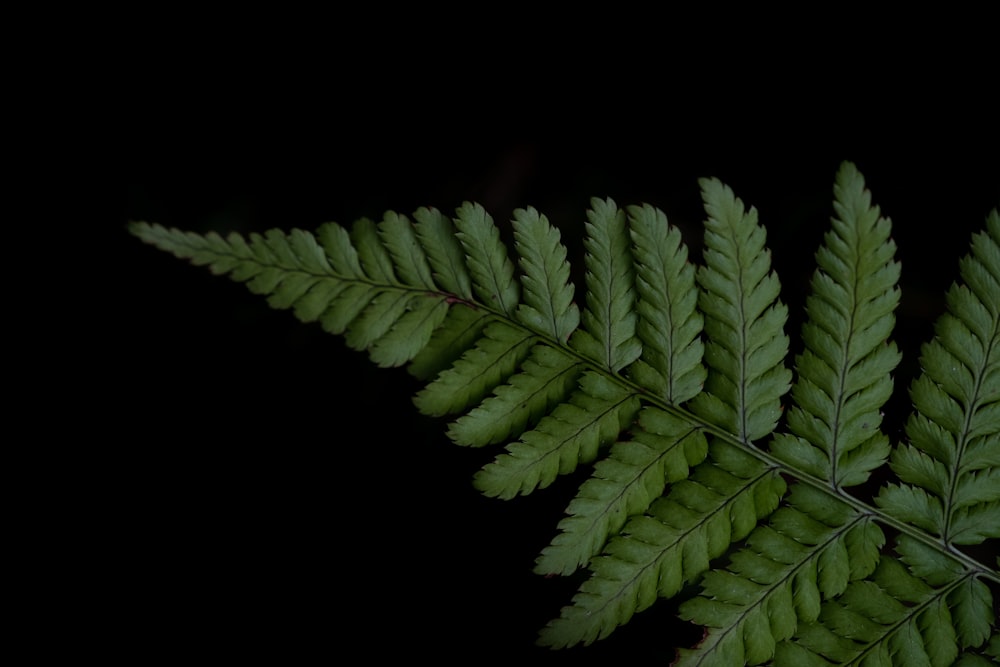 green fern plant