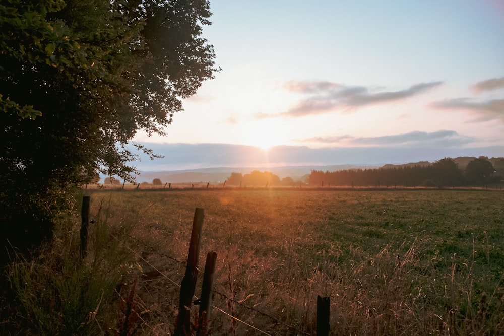 green grassland photo during sunset