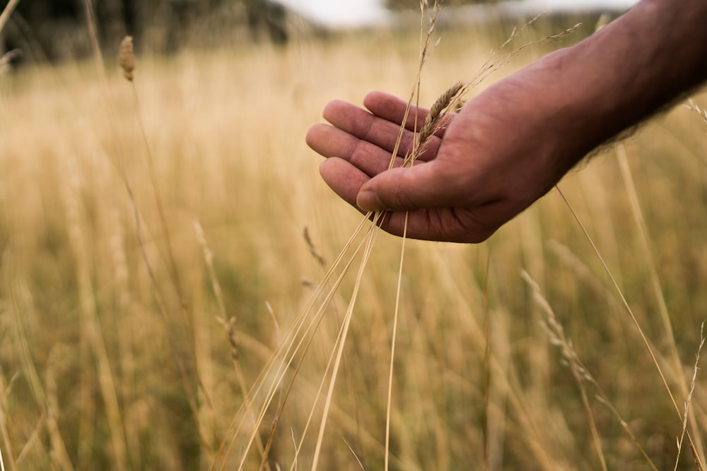 person holding plant