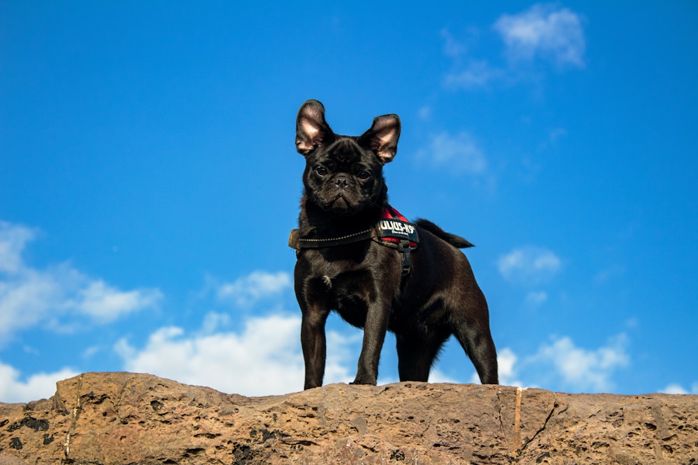 Cachorro preto em pé na rocha