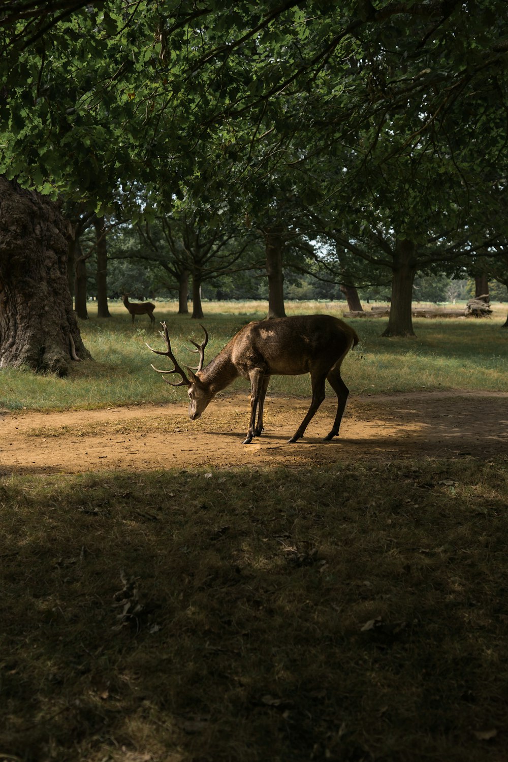 deer eating grass