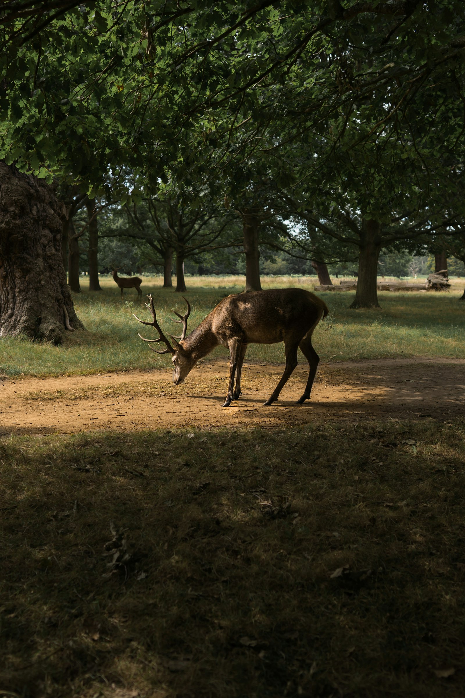 Sony FE 24mm F1.4 GM sample photo. Deer eating grass photography