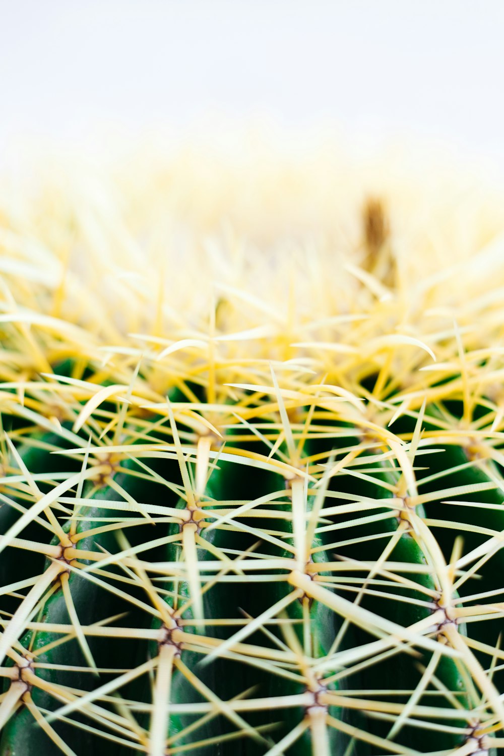 a close up of a cactus with yellow needles