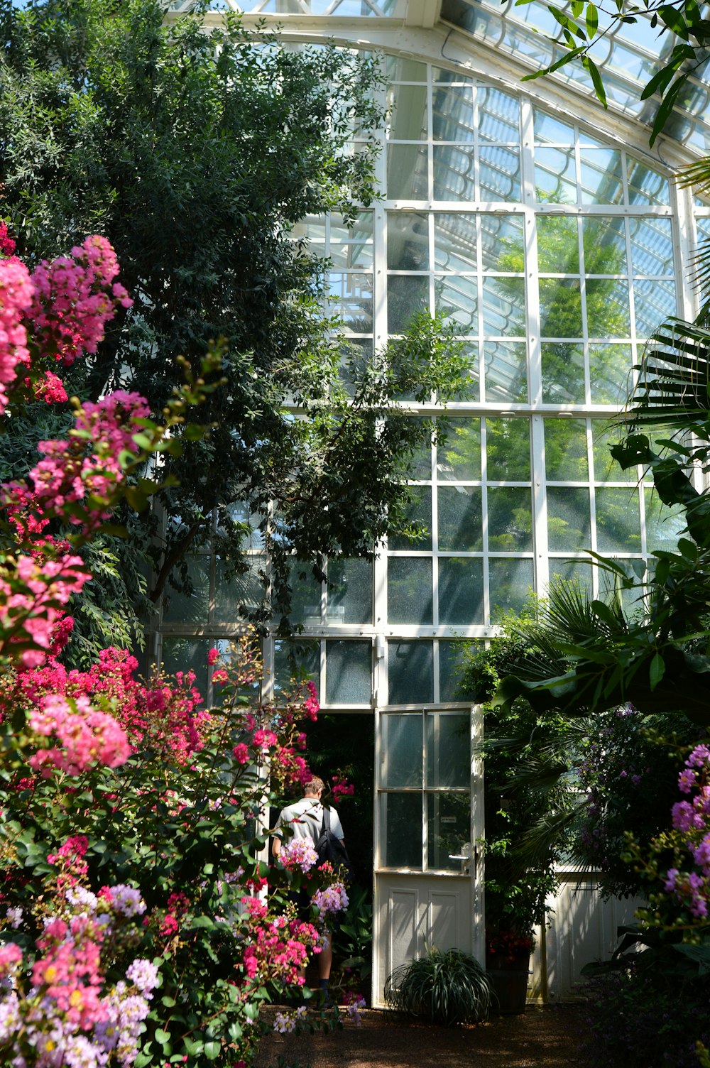 flores cor-de-rosa