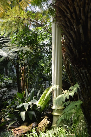 Dense tropical vegetation with various green plants, large leaves, ferns, and fronds. A white, fluted column stands prominently among the foliage, and sunlight filters through the canopy.