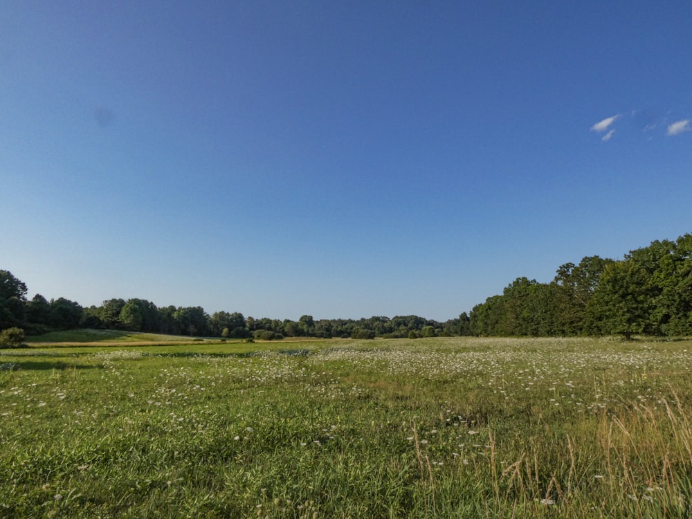 green grass field scenery