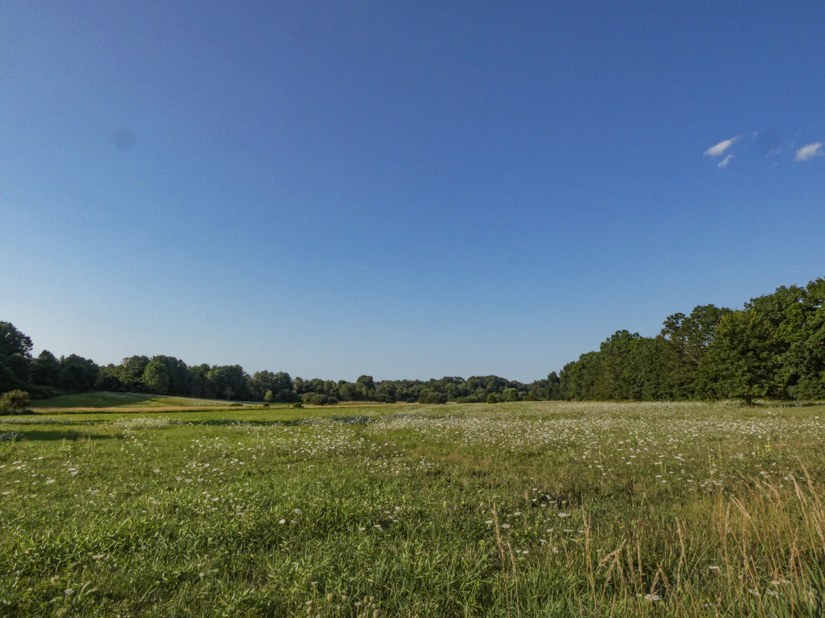 Beehives in a field