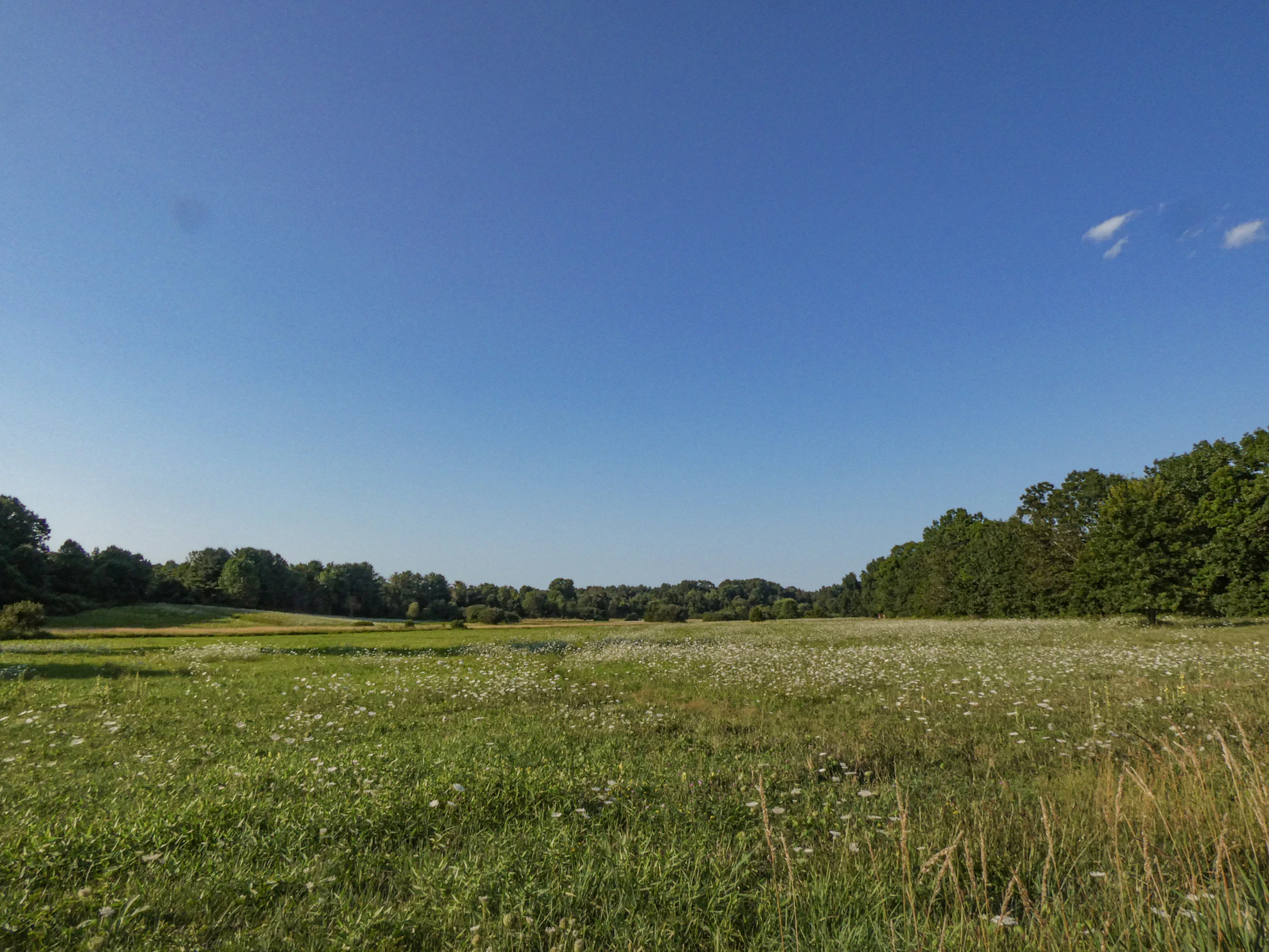 Beehives in a field