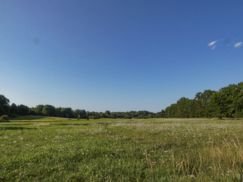 Beehives in a field