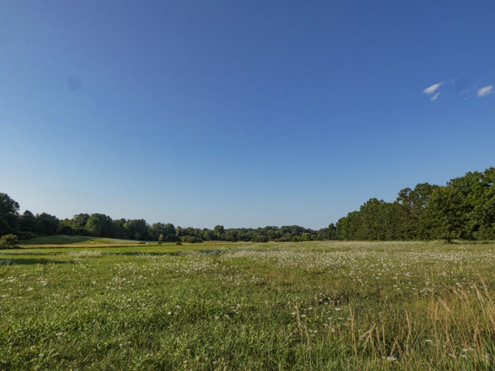 Beehives in a field