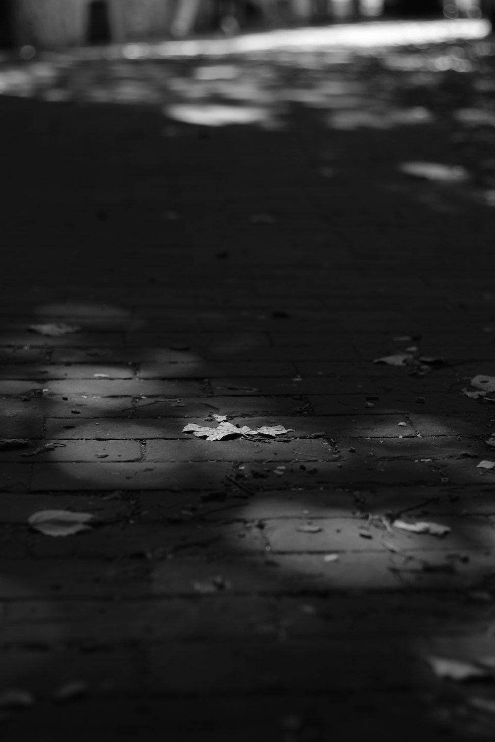a black and white photo of leaves on the ground