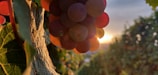Close-up of ripe grape clusters hanging on the vine under soft sunlight.