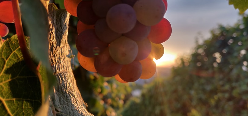Close-up of ripe grape clusters hanging on the vine under soft sunlight.