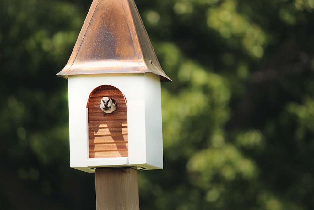 white bird coming out from birdhouse near trees