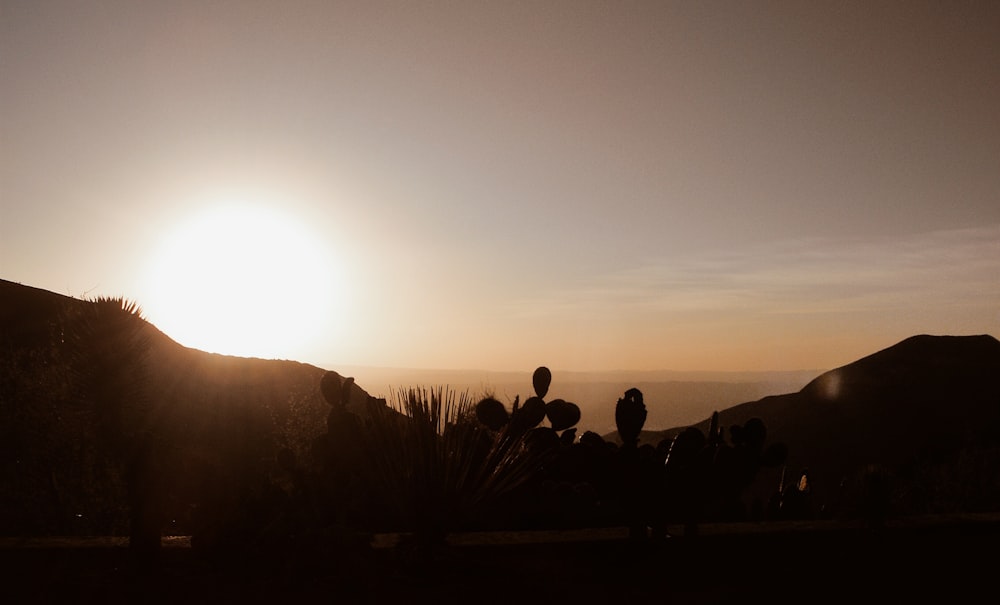 silhouette photography of cactus plant