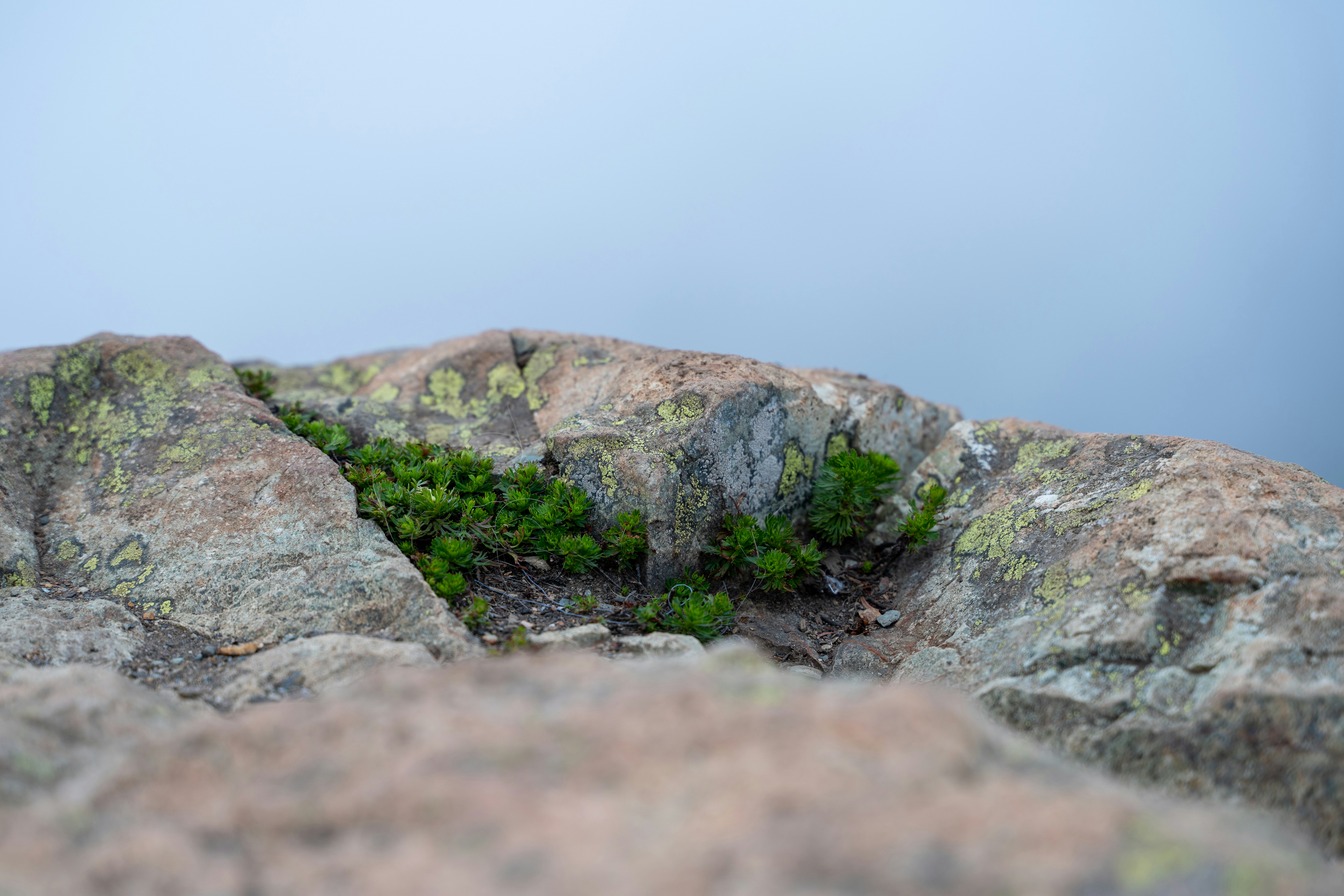 Photo by wanderingcrow