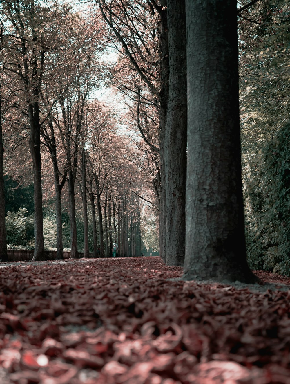 low angle photography of trees