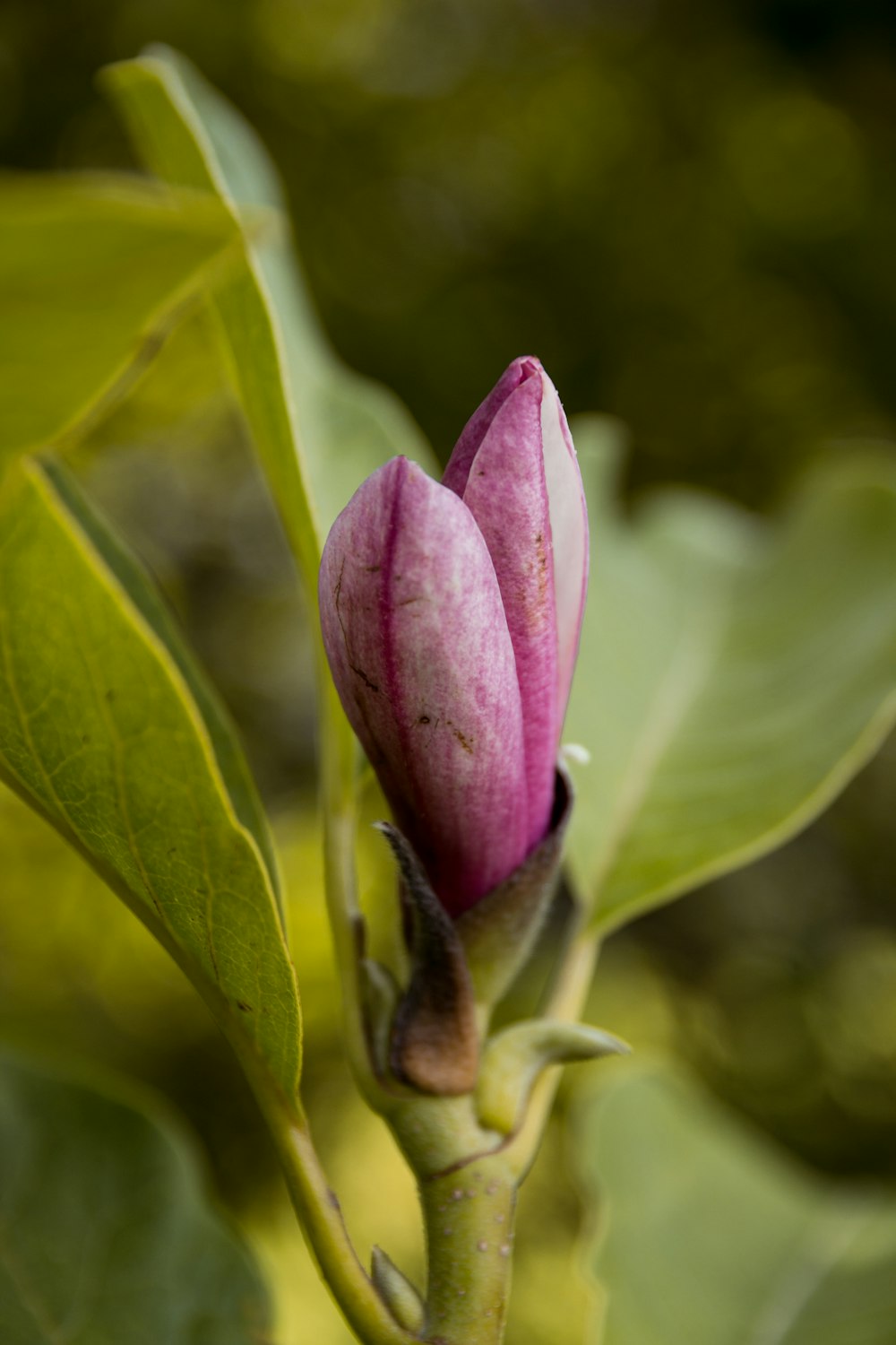 pink flower bud