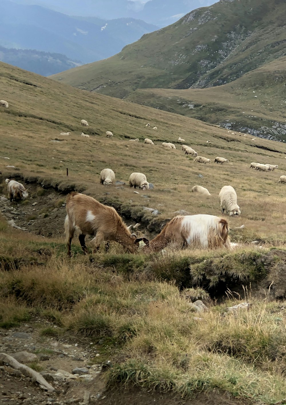 a herd of sheep grazing on a lush green hillside