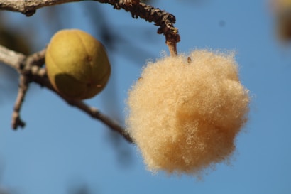 A close-up of two pods hanging from a branch, one is round and brownish in color, while the other is fluffy and light beige, set against a clear blue sky.