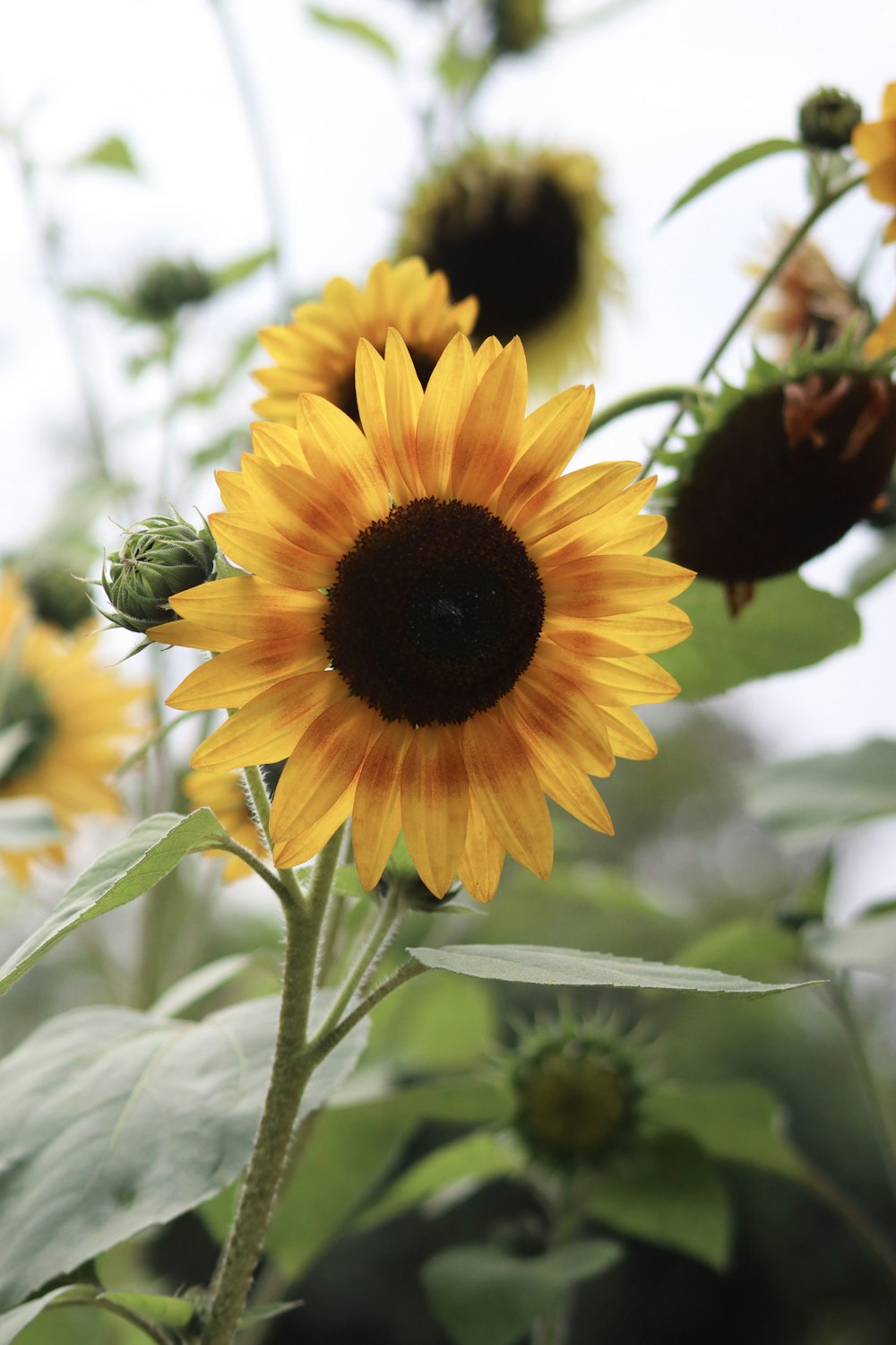 yellow sunflowers