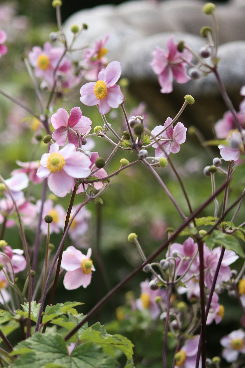 pink and white petaled flowers close-up photography