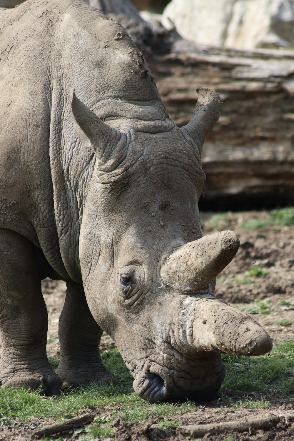 gray rhinoceros close-up photography