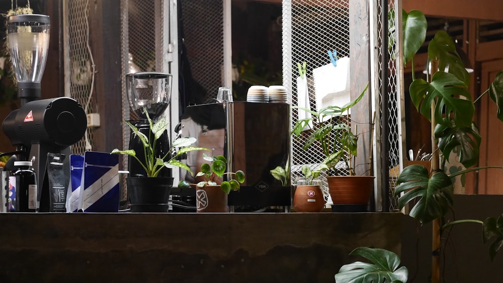 assorted green-leafed plants inside room